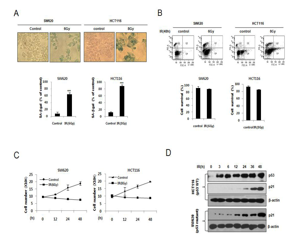 방사선에 의한 대장암세포 노화 유도