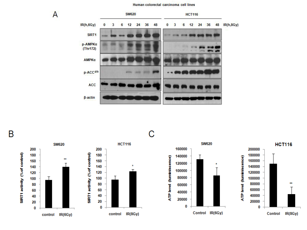 방사선에 의한 SIRT1 및 AMP-activated protein kinase (AMPK) 활성화