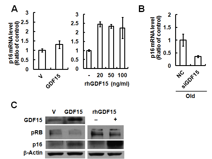 GDF15의 p16 의존적 세포 노화 유도