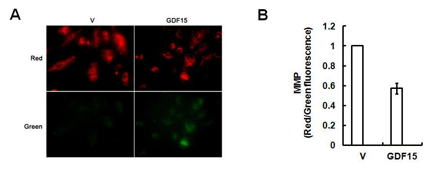 GDF15에 의한 MMP(mitochondirial membrane potential)의 감소