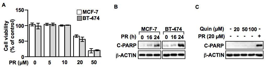 PR (a dopamine receptor agonist)에 의해 유도되는 유방암세포의 세포고사