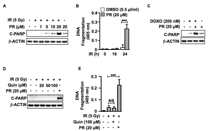 PR (a dopamine receptor agonist)과 방사선 및 항암 병용에 의해 유도되는 유방암세포의 세포고사