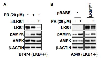 PR에 의한 AMPK 인산화의 LKB 의존성 평가