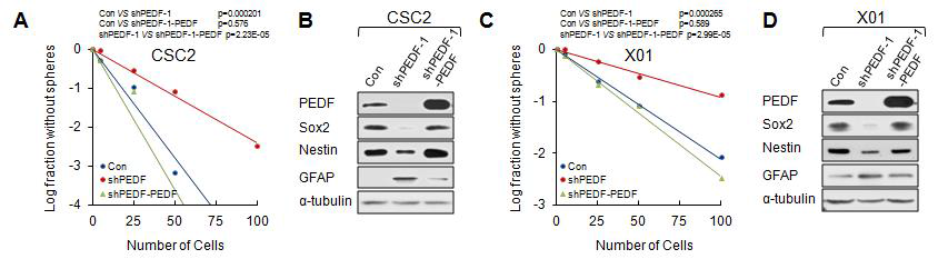 PEDF 자가재생 활성 측정을 위한 limiting dilution assay (A, C)와 Western blot (B, D)