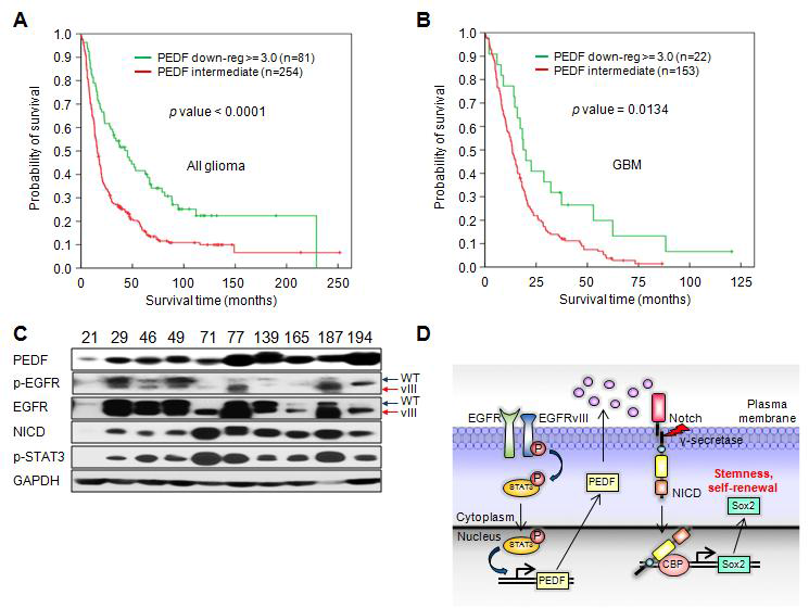 환자의 생존율 (A,B) 및 EGFRvIII의 발현과 (C) PEDF 발현 상관관계 분석 및 전체 기전 모식도 (D)