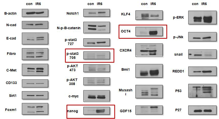 줄기화 관련인자들의 Western blot