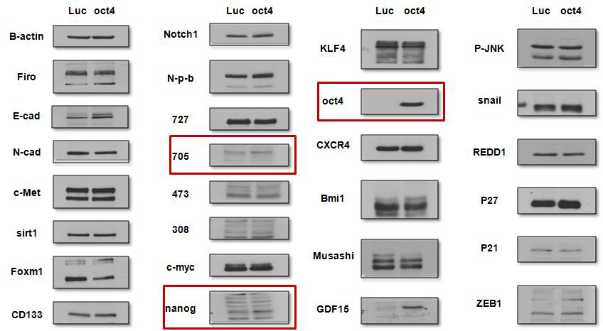 Oct4 과발현에 의한 줄기화 관련 인자들의 발현 Western blot