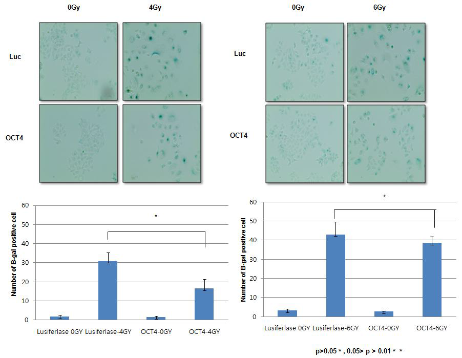 Oct4의 발현이 방사선에 의한 노화에 미치는 영향 분석을 위한 beta-gal assay