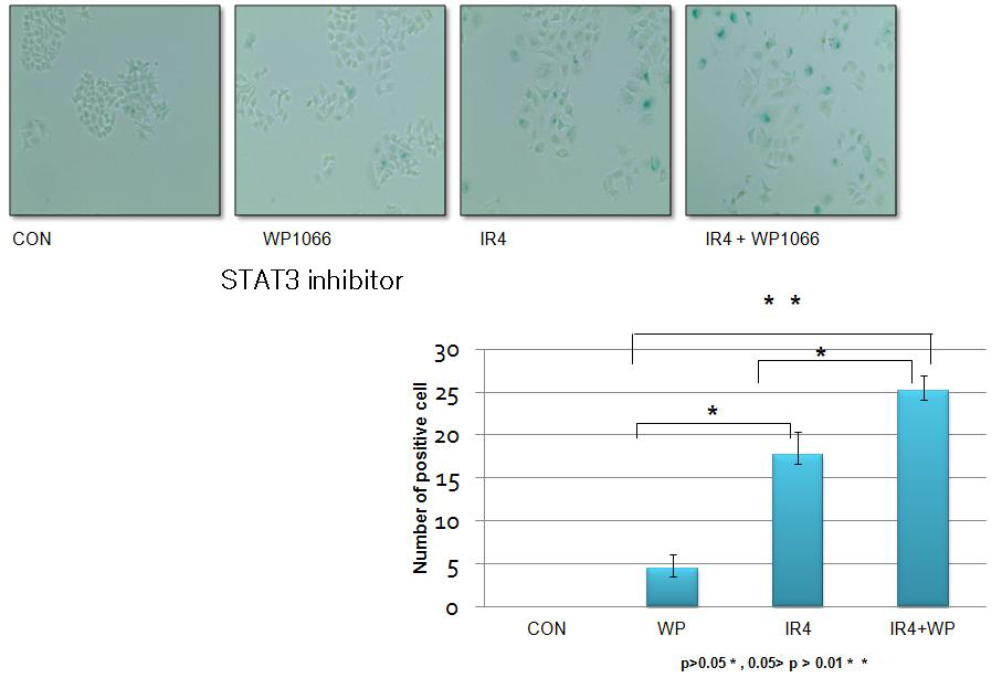 STAT3 inhibitor가 방사선에 의한 암세포 노화에 미치는 영향 분석 beta-gal assay