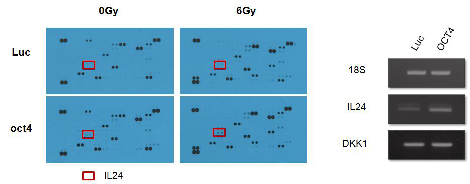 Oct4 과발현에 의한 분비체분석 (cytokine array) 및 RT-PCR