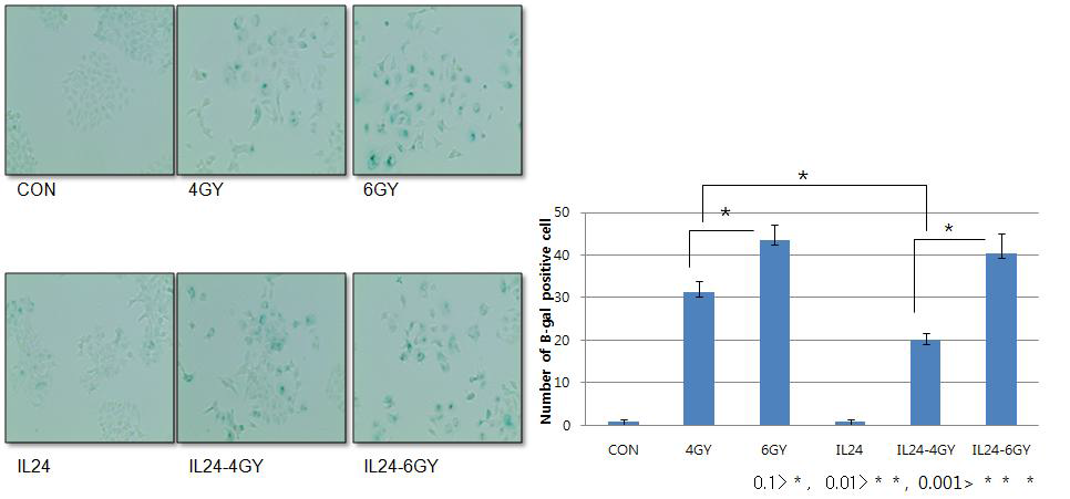 MCF7 세포에서 IL24 처리후의 beta-gal assay