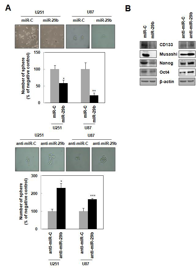 miR-29b의 종양줄기세포화 억제