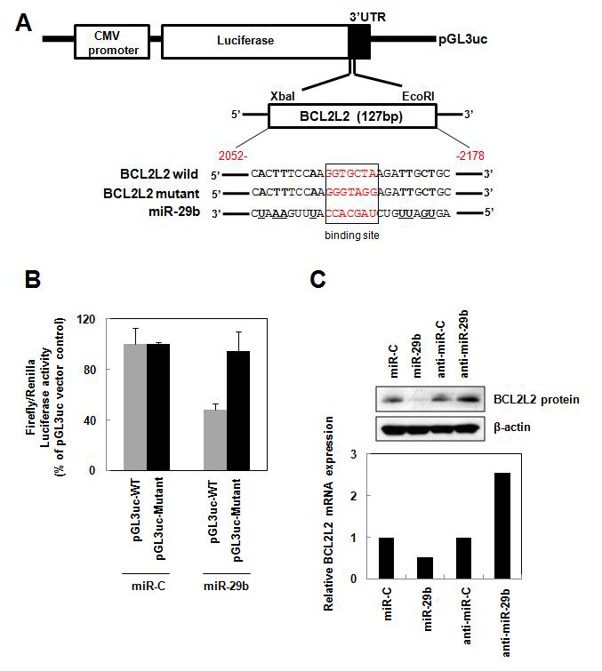 BCL2L2는 miR-29b의 타겟유전자임을 확인