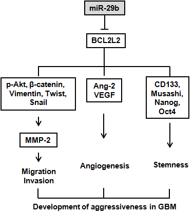 miR-29b의 타겟유전자인 BCL2L2 조절로 암세포의 이동/침윤, 혈관생성능 및 종양줄기세포화 억제