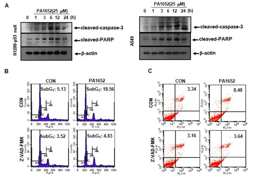 PA1652 처리에 의한 세포사멸기전 분석