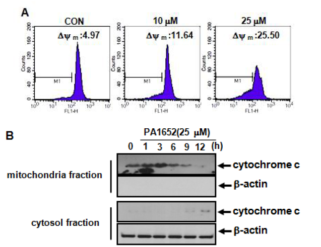 PA1652의 미토콘드리아 기전을 통한 세포사멸