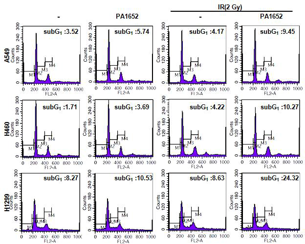 PA1652와 방사선 병용 처리에 따른 세포주기 변화