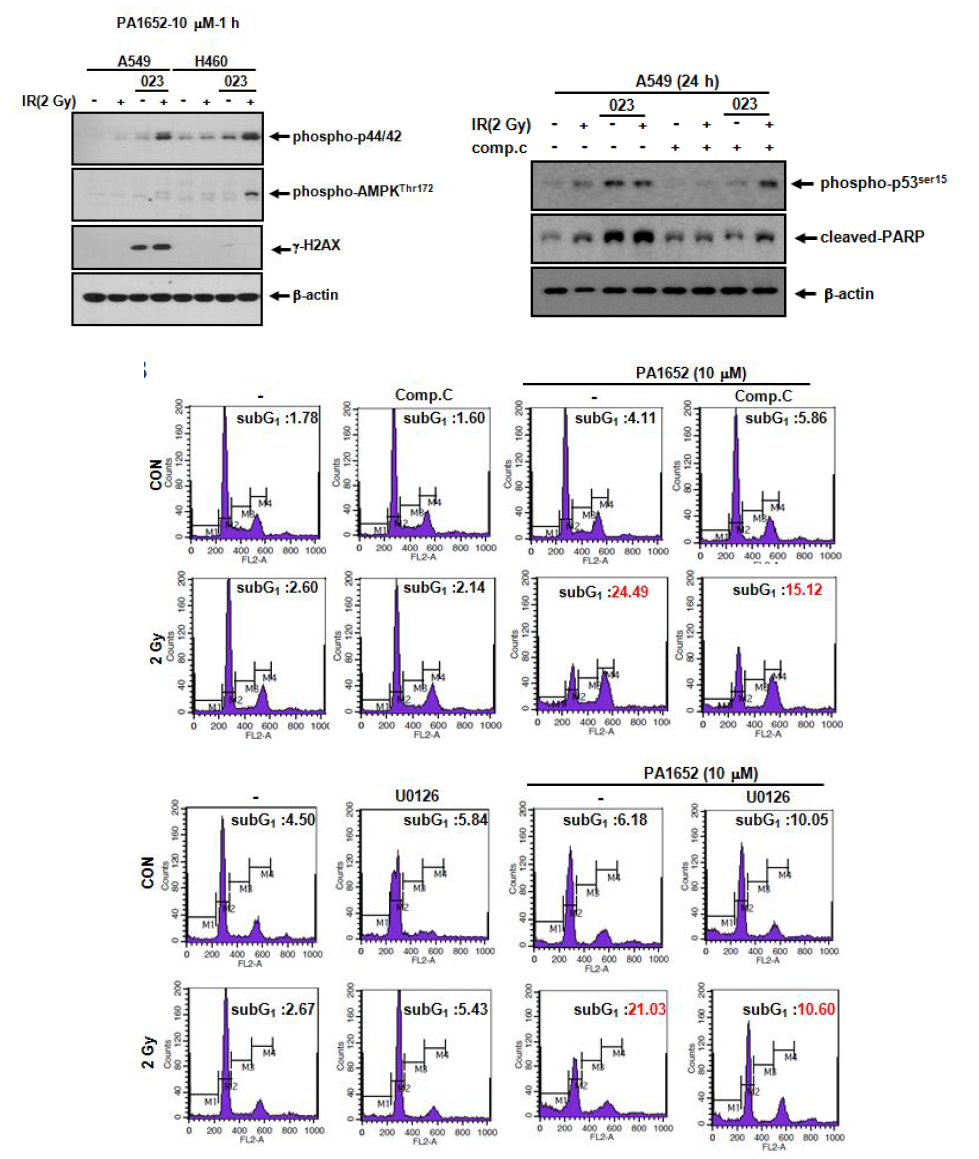 PA1652와 방사선 병용 효과에서 AMPK와 p44/42의 역할