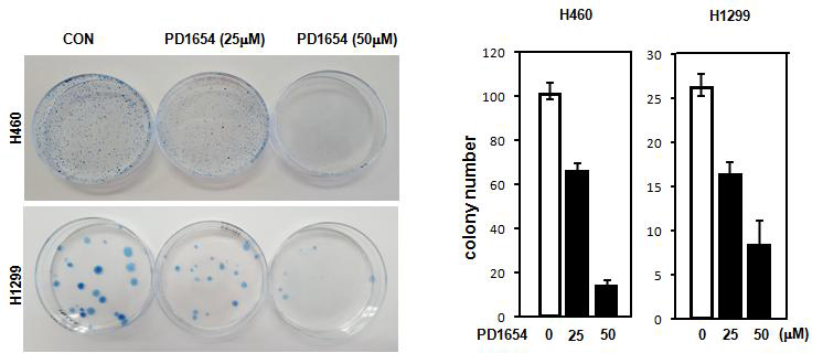 PD1654에 의한 비소세포폐암 세포주의 성장억제 효과