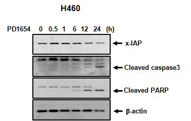 PD1654에 의한 세포사멸조절 단백질의 변화
