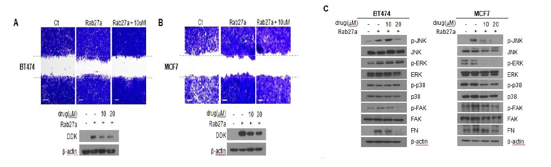Rab27a과발현에 의한 침윤/전이 촉진 효능