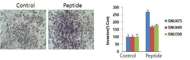 NPFFR 리간드 펩티드에 의한 간암세포주의 침윤능 증가