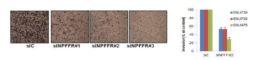 NPFFR 발현 억제에 의한 간암세포주의 침윤 능 저해