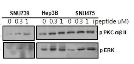 펩티드에 의한 PKC, ERK의 활성화