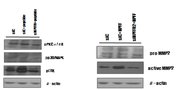 펩티드에 의한 MMP2의 활성화 및 발현억제에 의한 신호전달 비활성화
