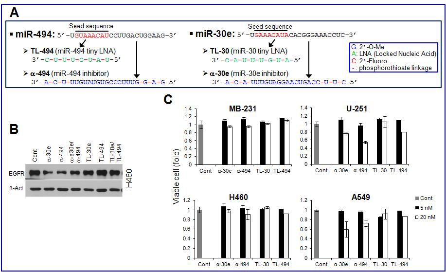 miR-494/miR-30e 화학적 변형 inhibitor 제조 및 in vitro 활성 검증