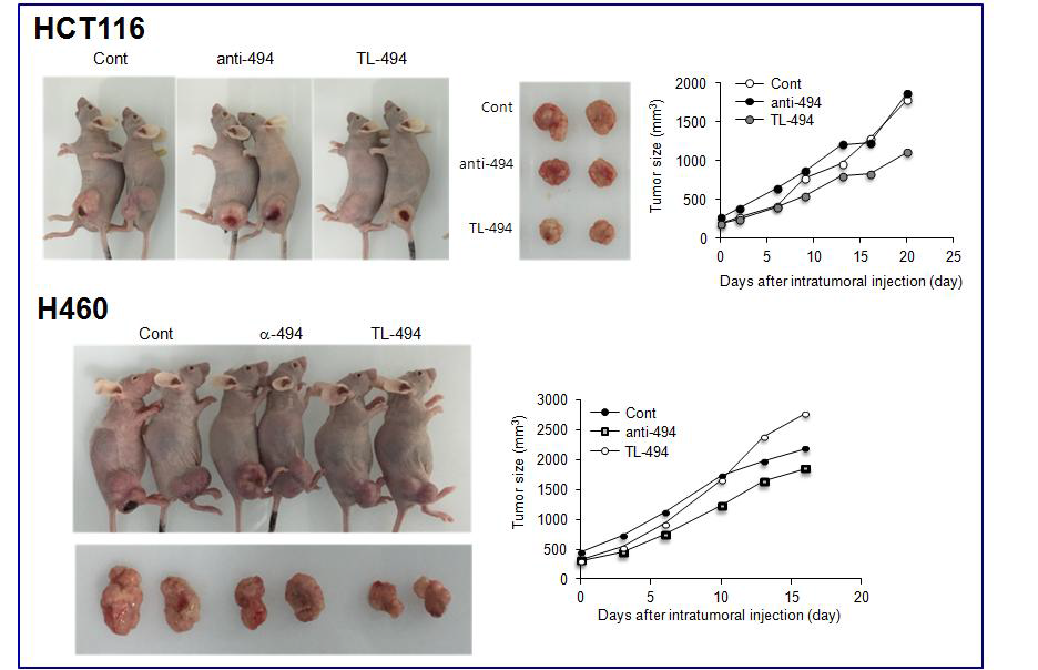 .miR-494 inhibitor의 in vivo 활성 검증