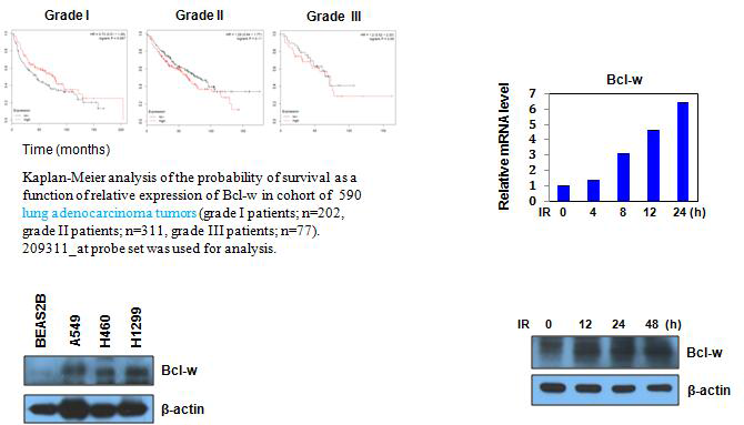 암환자의 생존률과 Bcl-w와의 상관관계