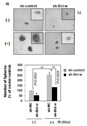 방사선유도 Bcl-w의 종양줄기세포화 증가
