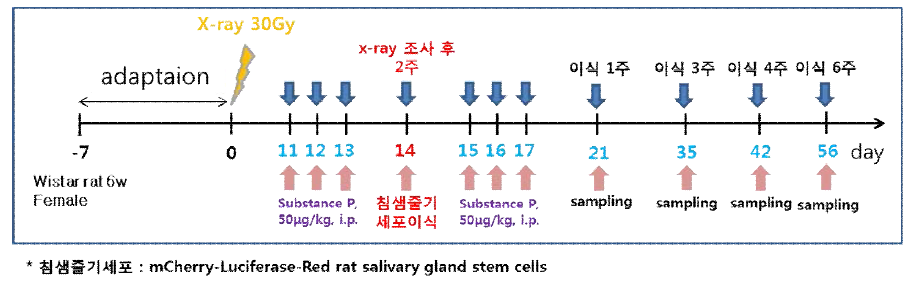 동물실험계획