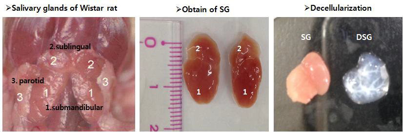 침샘조직의 탈세포화: SG-salivary gland, DSG-decellularized SG