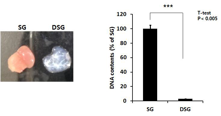 DNA 농도 측정을 통한 DSG 효율 검증