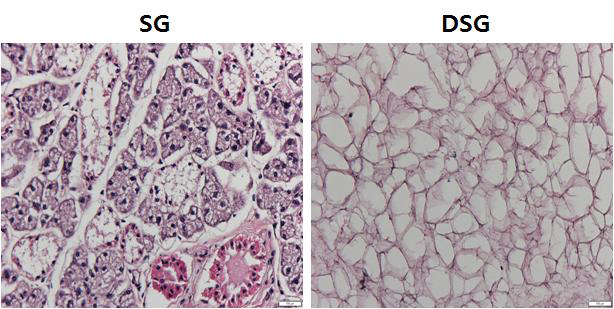 H&E 염색- 조직학적 염색 방법을 통한 DSG 효율 검증