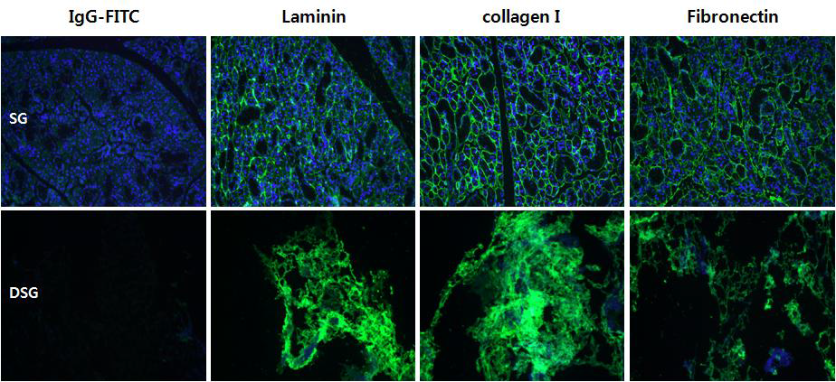 IHC 염색-조직 형광 염색 방법을 통한 DSG 효율 검증