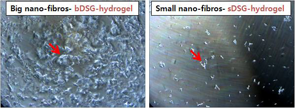 DSG-hydrogel의 nano-fibros