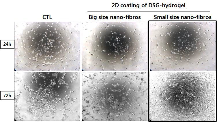 DSG-hydrogel의 2D 코팅 세포 배양
