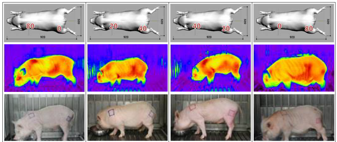 미니돼지 피부화상 모델 피폭 1일차 육안변화 및 Thermography