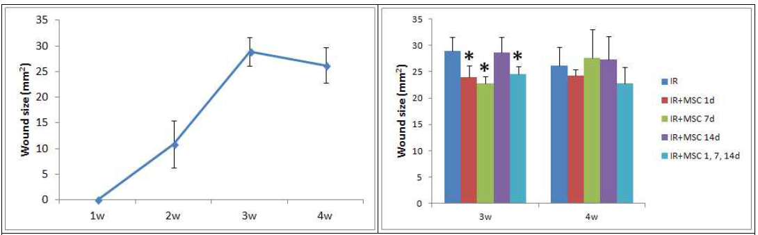 줄기세포 투여시점에 따른 손상부위 면적 비교