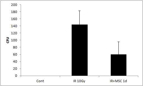 비치사선량에서의 중간엽 줄기세포 투여에 의한 Bacterial translocation 변화