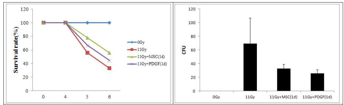 PDGF 전치치 중간엽 줄기세포 투여에 의한 생존율 및 Bacterial translocation 변화