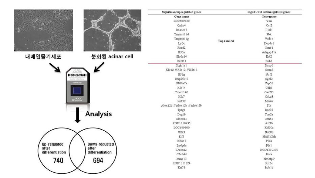 Microarray analysis를 이용한 acinar세포로 분화유도시 조절되는 유전자 선별