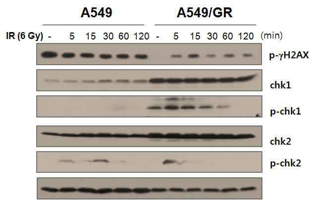 모세포 대비 gefitinib 저항성 세포주의 방사선 조사 후 DNA damage 신호경로 활성화의 Western blot