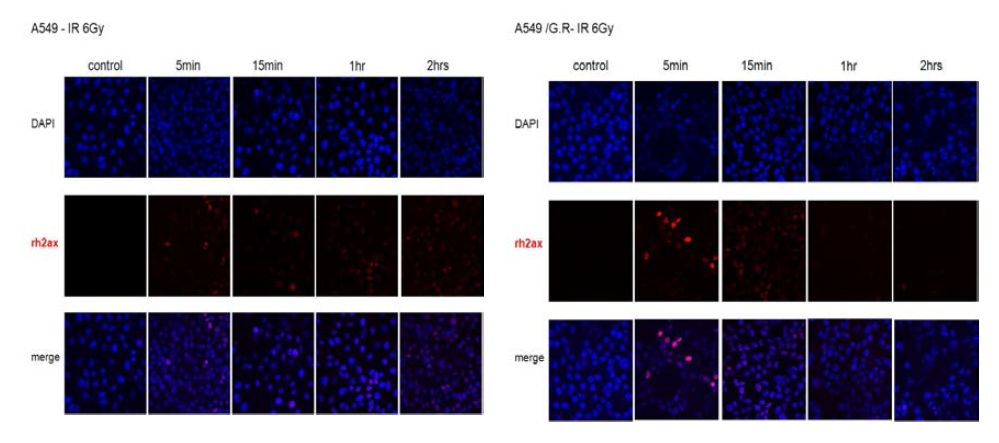 모세포 대비 gefitinib 저항성 세포주의 방사선 조사 후 잔존 g-H2AX의 활성화 비교를 위한 ICC