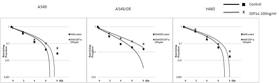 폐암세포주에서 CXCR4 ligand 처리후 방사선에 의한 clonogenic survival assay