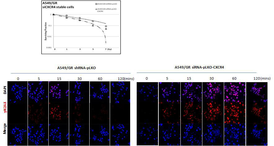 CXCR4 타겟팅에 의한 clonogenic survival assay와 gamma-H2AX foci assay