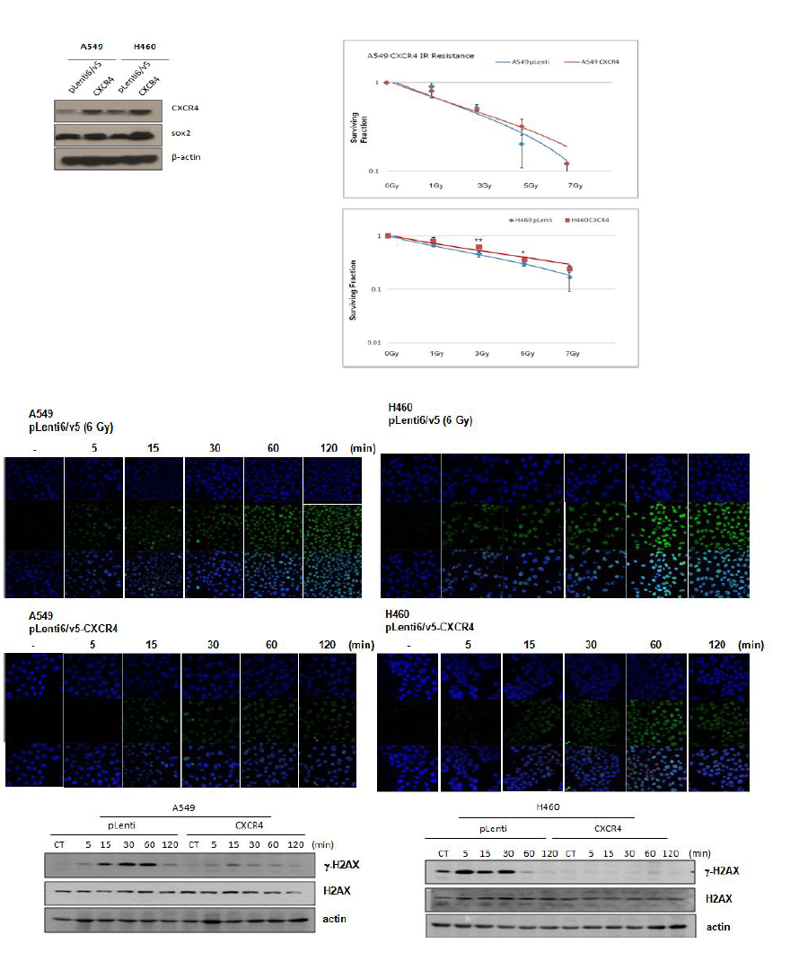 폐암세포주에서 CXCR4 과발현이 방사선 민감도에 미치는 영향 분석